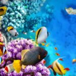 Colourful coral reef with tropical marine life
