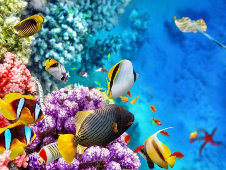 Colourful coral reef with tropical marine life