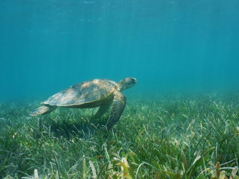 A sea turtle and seagrass in the Whitsundays